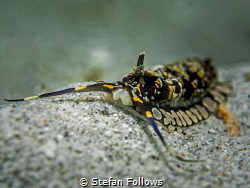 "Ambition can creep as well as soar." Edmund Burke. Nudib... by Stefan Follows 
